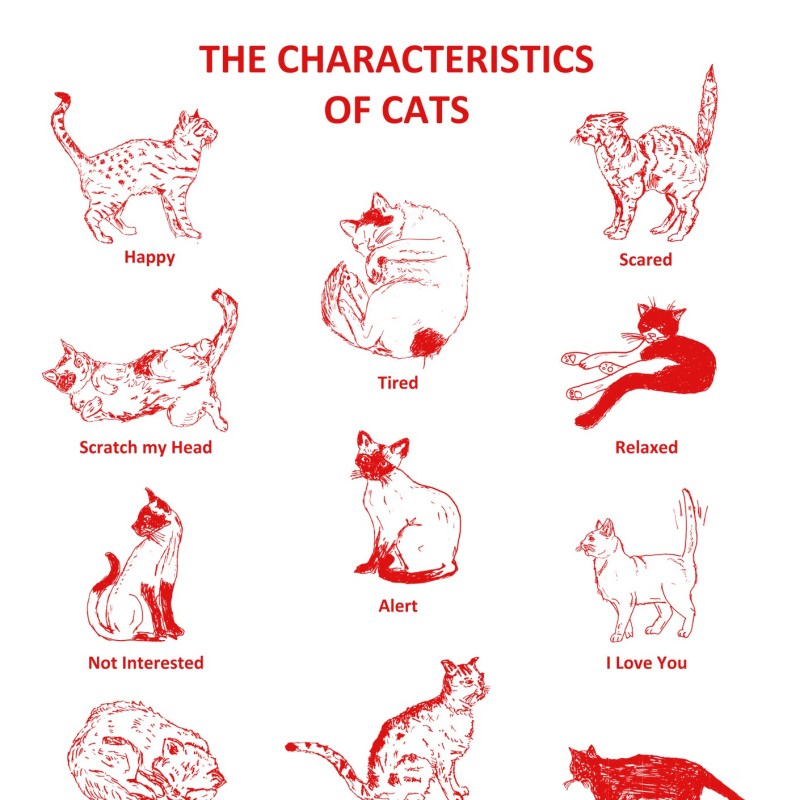 Characteristics of cats Tea Towel